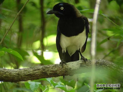 ������ѻ��ͼƬ