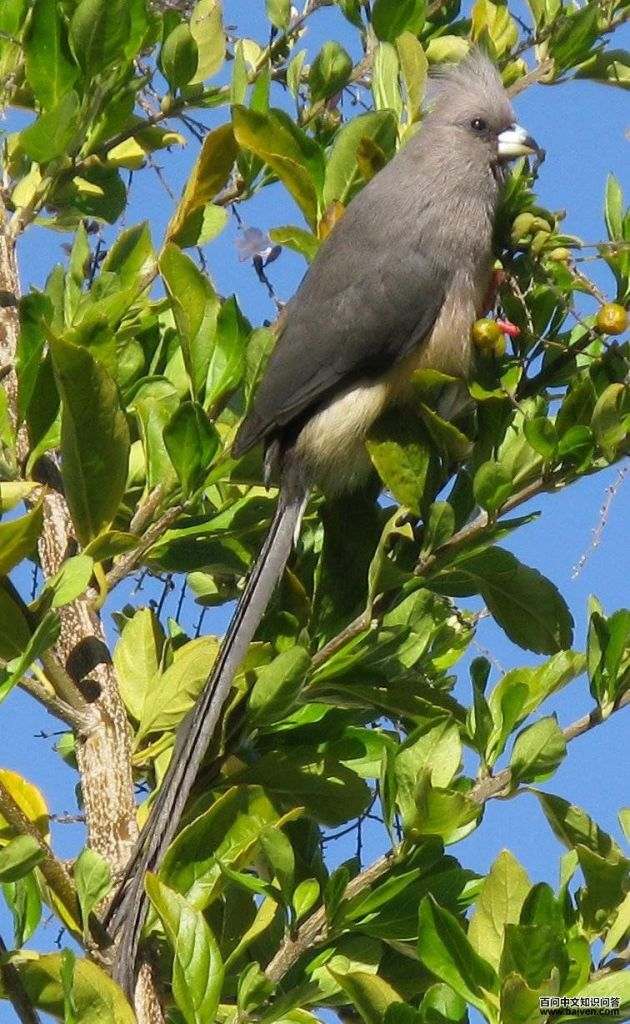 白背鼠鸟 白背鼠鸟的图片