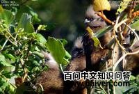 �ױ�����