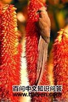 �ױ�����