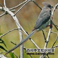 �ױ�����