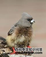 �ױ�����