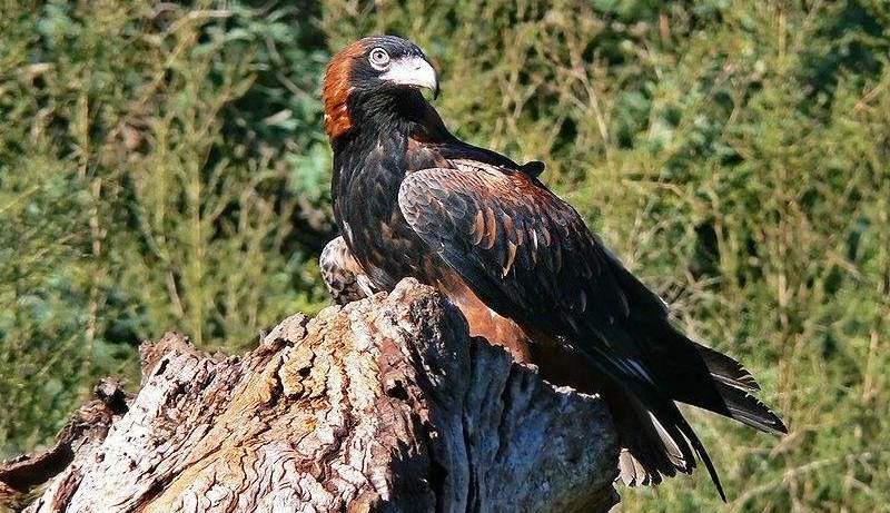 ���ع�����ͼƬ