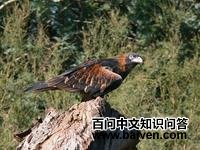 ���ع����