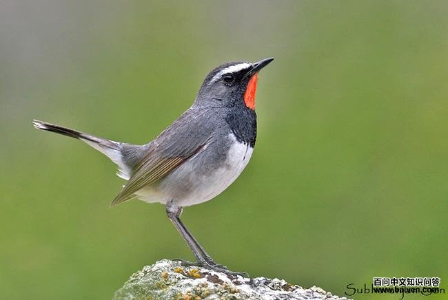 黑胸歌鸲 黑胸歌鸲的图片