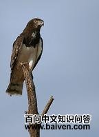 ���ض�ֺ��