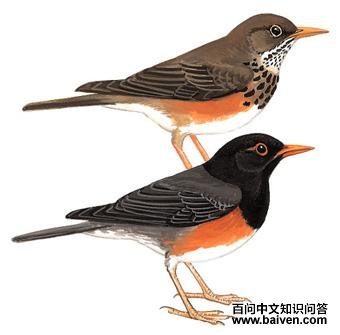 ����𴣺��̬����ͼ