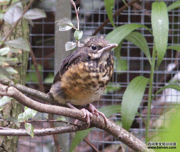 ����𴣺����