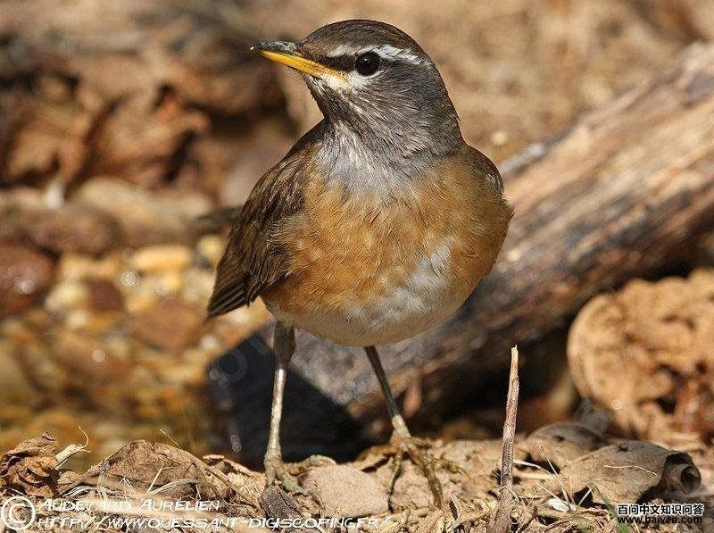 ��ü𴣺����