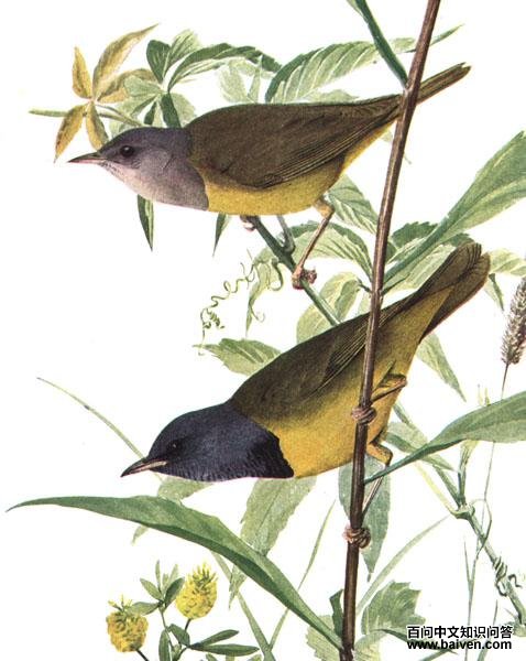 ���ص�ݺ��ͼƬ