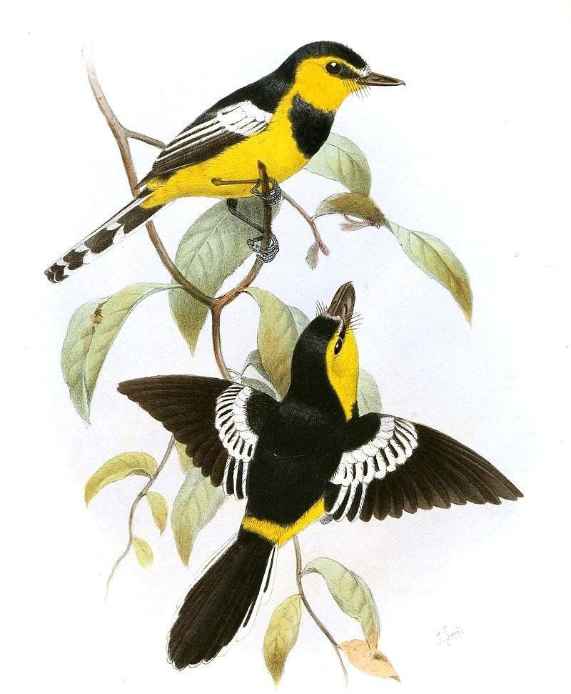 ���ش����l��ͼƬ