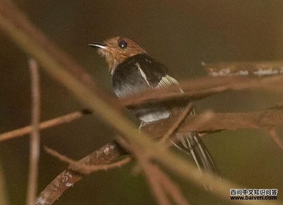 ���ذ��l��ͼƬ