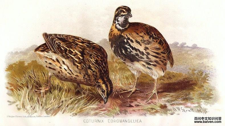 �������ȵ�ͼƬ