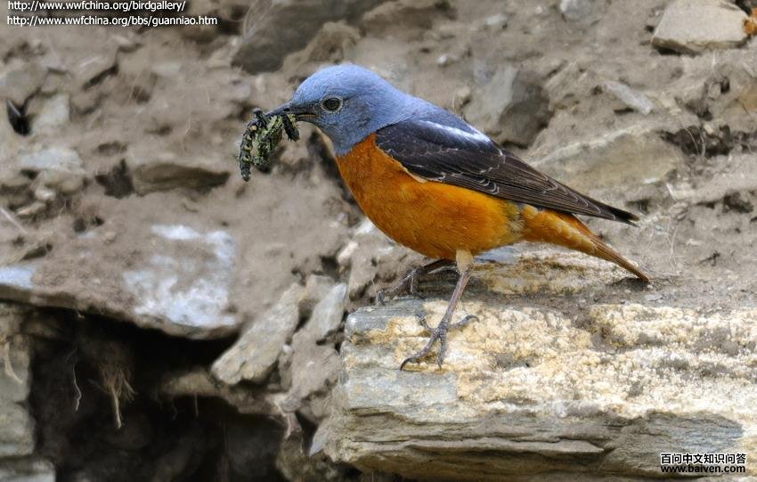 �ױ�����ͼƬ