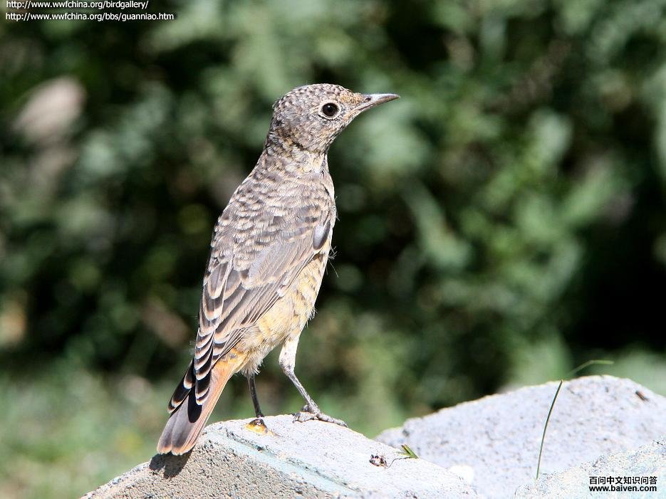 �ױ���𴣺�ǳ���