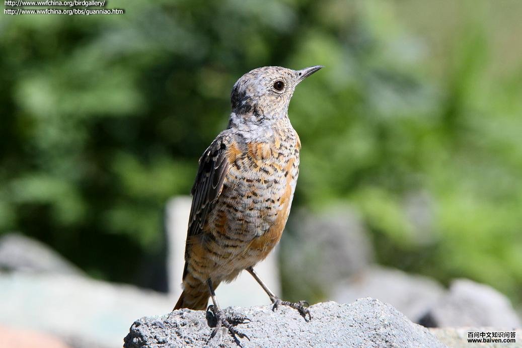 �ױ���𴣺�ǳ���