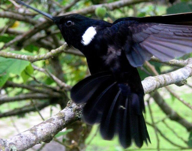 黑星额蜂鸟 黑星额蜂鸟的图片