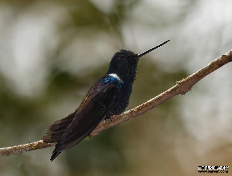 ���Ƕ����