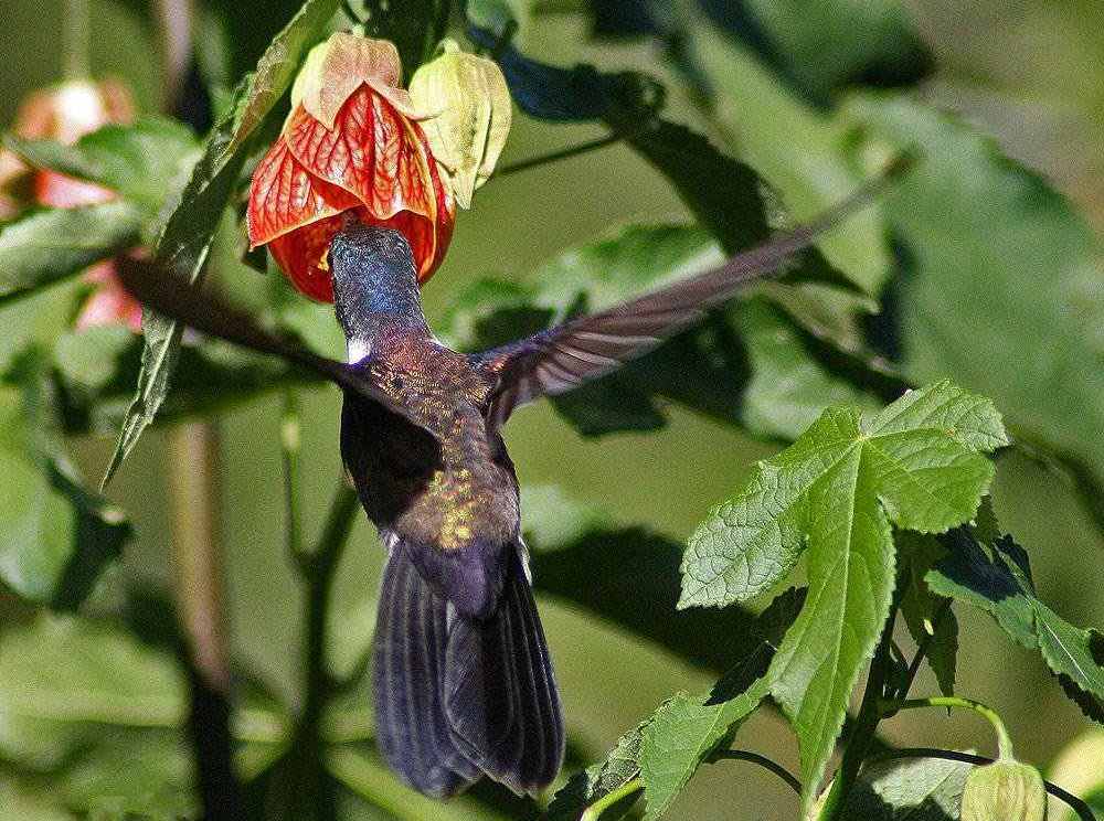 ���Ƕ����