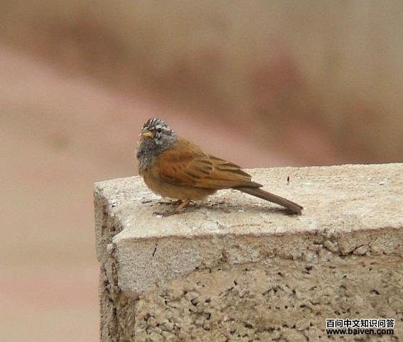 黑纹鹀 黑纹鹀的图片