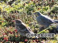 ����ȸ�c��ͼƬ