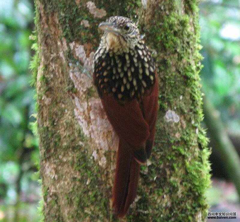 ������ȸ��ͼƬ