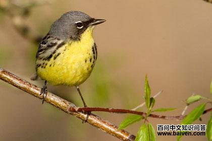 ���Ʊ���ݺ