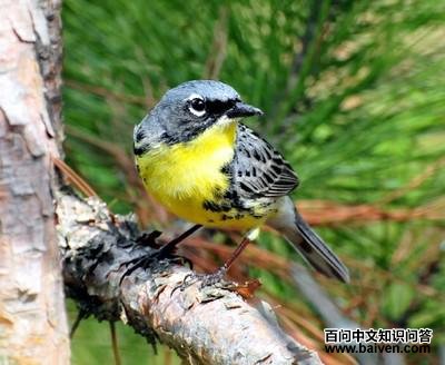 ���Ʊ���ݺ