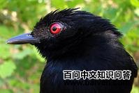 �ױ����������ͼƬ