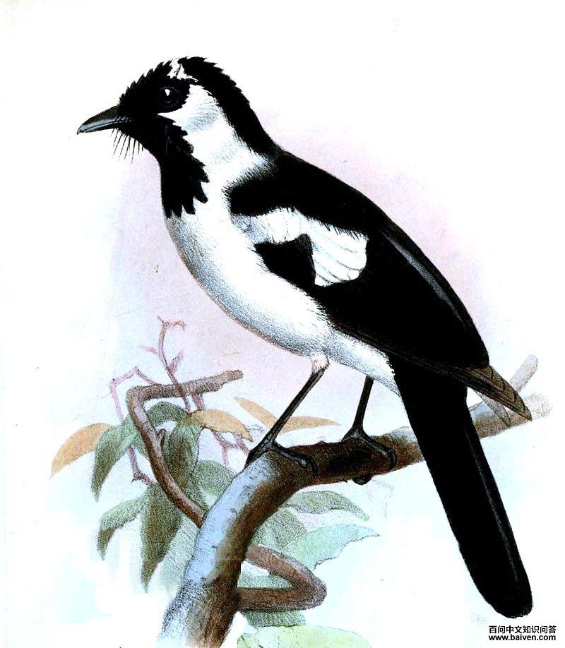 ��β���l��ͼƬ