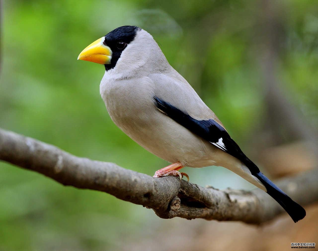 ��ͷ����ȸ������