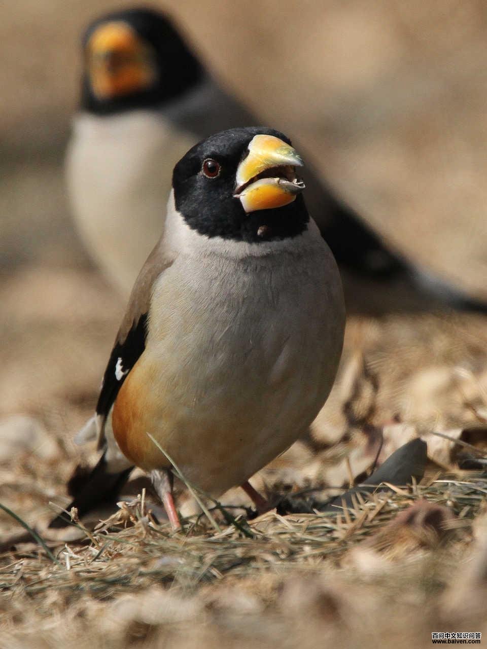 ��β����ȸ������