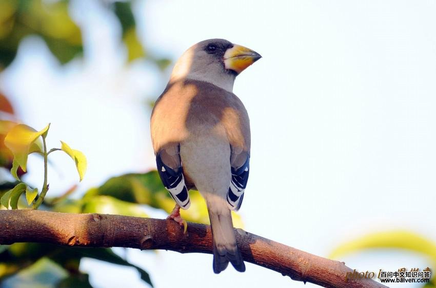 ��β����ȸ�����񣬱�����