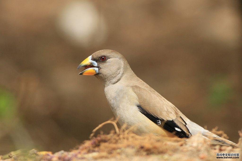 ��β����ȸ������