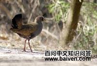 黑尾水鸡 黑尾水鸡的图片