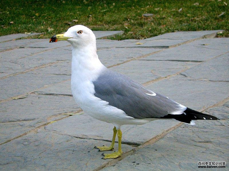 黑尾鸥 黑尾鸥的图片