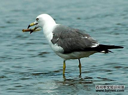 ��βŸ����ֳ��