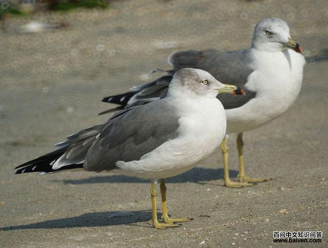 ��βŸ���Ƿ�ֳ��