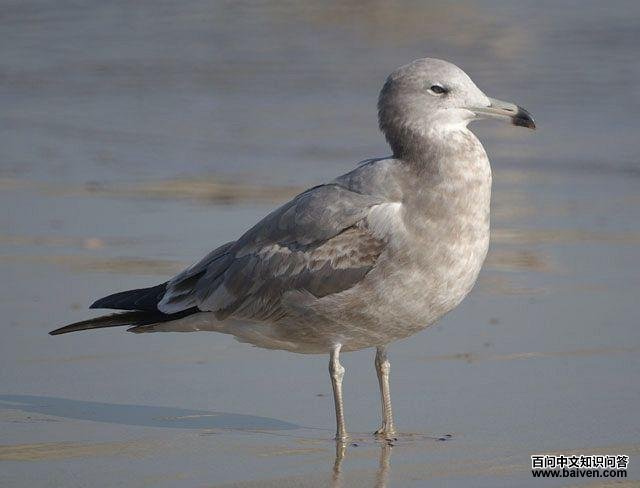 ��βŸ���ڶ�����