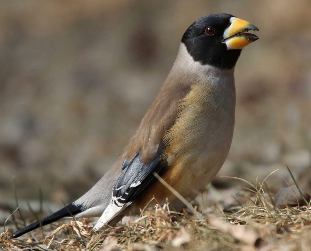 黑尾蜡嘴雀 黑尾蜡嘴雀的图片