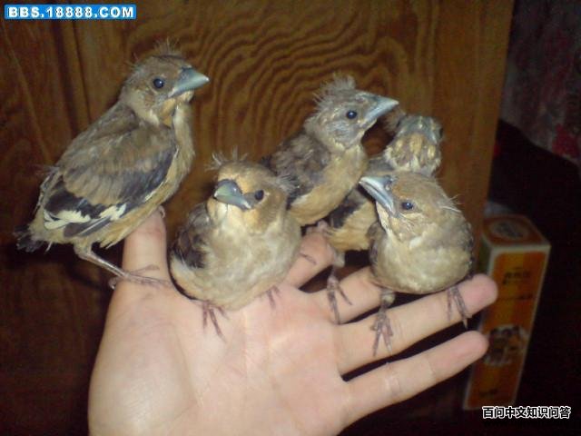 ��β����ȸ������