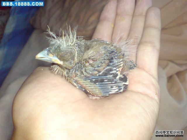 ��β����ȸ������