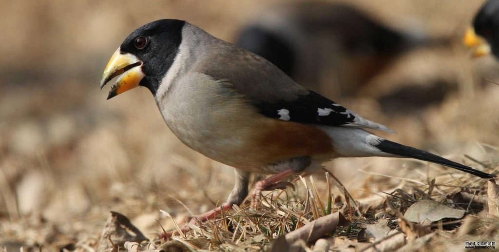 ��β����ȸ������