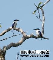 �ױ�����ͼƬ