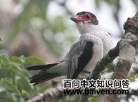 黑尾蒂泰霸鹟 黑尾蒂泰霸鹟的图片