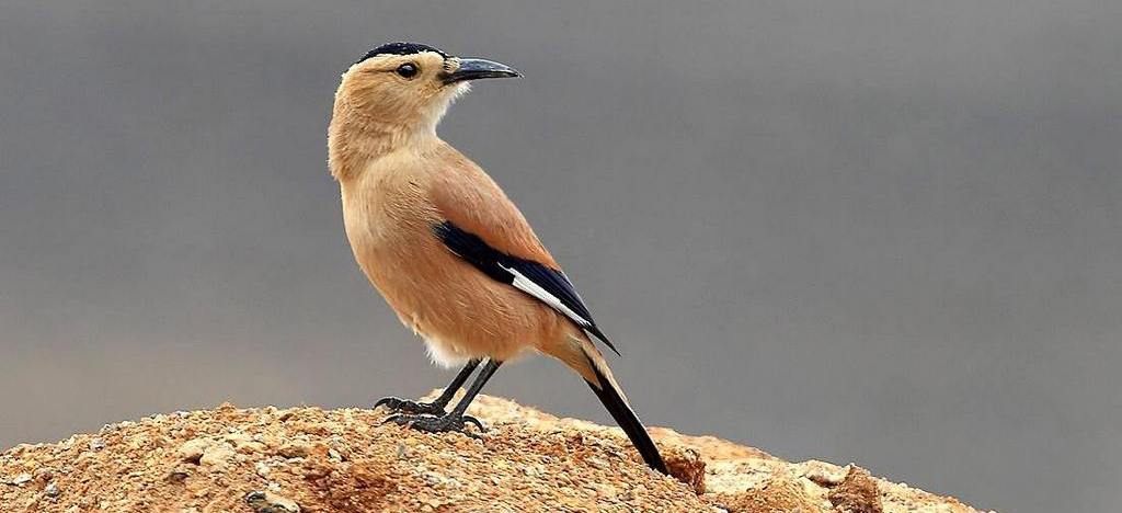 黑尾地鸦 黑尾地鸦的图片
