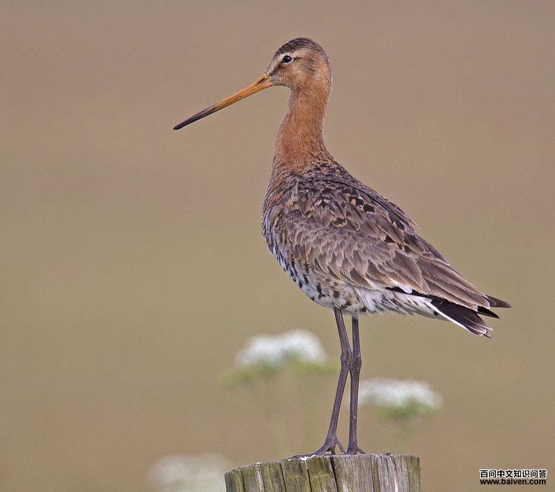 ��β���ֵ�ͼƬ