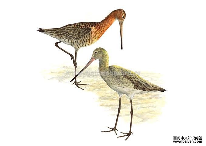 ��β���֣���̬����ͼ