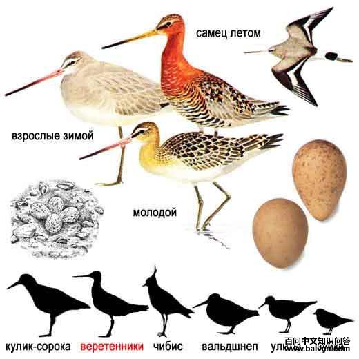 ��β���֣���̬����ͼ