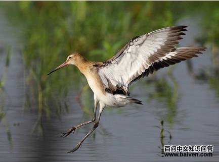 ��β����